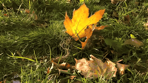 1602037485926346.gif 微信圖片_20201007102019.gif